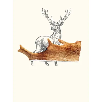 Truffe Délice Bois de daim