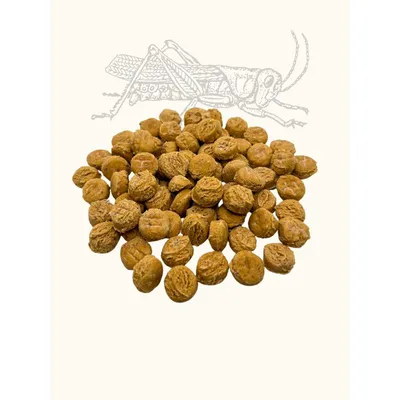 TRUFFE DÉLICE Coffret d'éducation insectes