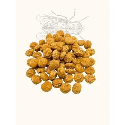 Coffret d'éducation insectes