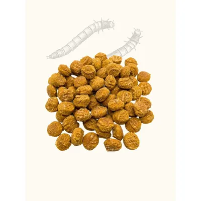 Coffret d'éducation insectes