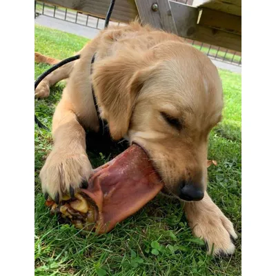 Oreilles de cochon XL