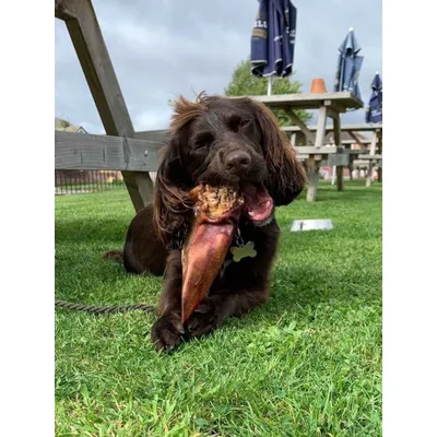 Oreilles de cochon XL