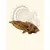 TRUFFE DÉLICE Wings de Dinde TRUFFE DÉLICE Wings de Dinde