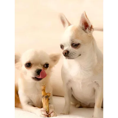 Pattes de poulet séchées