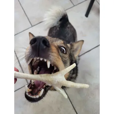 Pattes de poulet soufflées