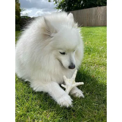 Pattes de poulet soufflées