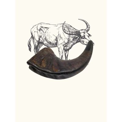 Truffe Délice Corne de buffle M