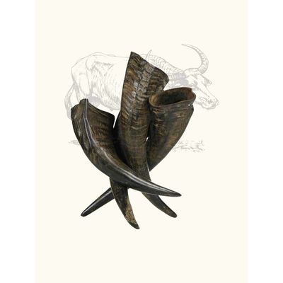 TRUFFE DÉLICE Corne de buffle