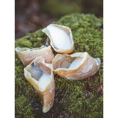 Truffe Délice Sabot de veau garni (lot) Truffe Délice Sabot de veau garni (lot)