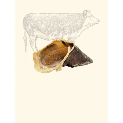 TRUFFE DÉLICE Sabot de bœuf