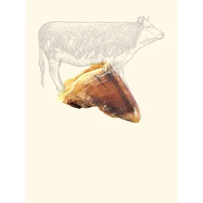 TRUFFE DÉLICE Sabot de bœuf
