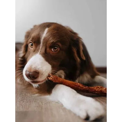 TRUFFE DÉLICE Peaux de bœuf