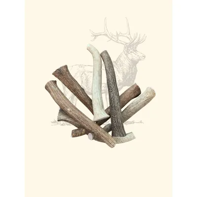 TRUFFE DÉLICE Bois de cerf chien TRUFFE DÉLICE Bois de cerf chien