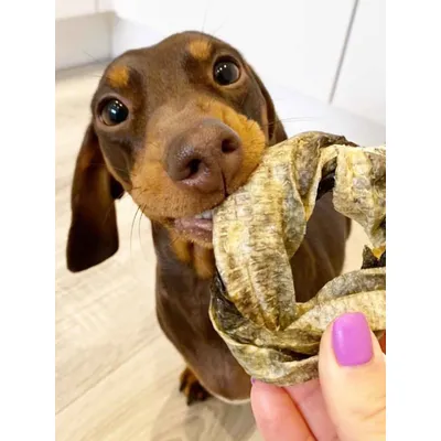 Anneaux de peaux de morue