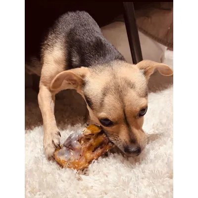 TRUFFE DÉLICE Genou de bœuf