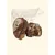 TRUFFE DÉLICE Genou de bœuf TRUFFE DÉLICE Genou de bœuf