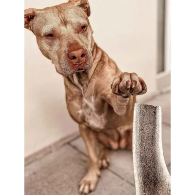 Bois de cerf tranché chien