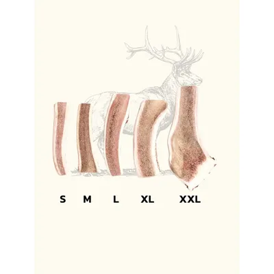 Bois de cerf tranché chien