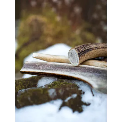 Bois de cerf tranché chien