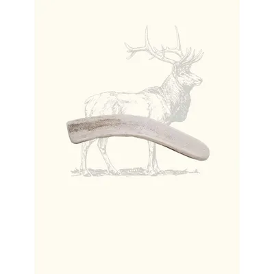 Bois de cerf tranché chien