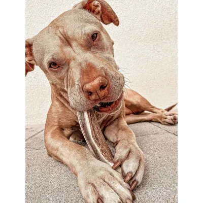 Bois de cerf tranché chien