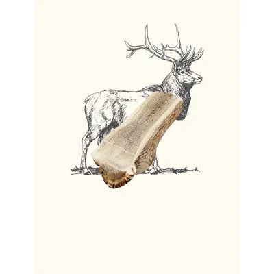 Bois de cerf tranché chien