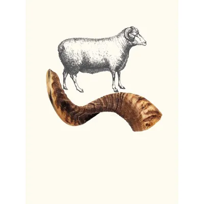 Truffe Délice Corne de mouton