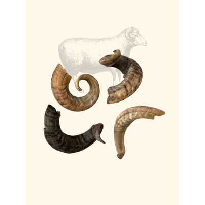 TRUFFE DÉLICE Corne de mouton
