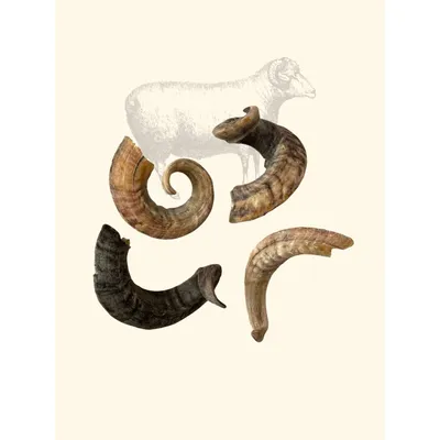 TRUFFE DÉLICE Corne de mouton