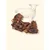TRUFFE DÉLICE Ribs d'agneau TRUFFE DÉLICE Ribs d'agneau