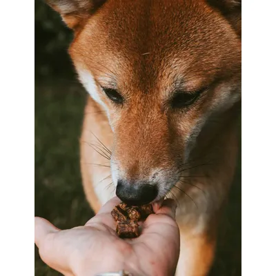 TRUFFE DÉLICE Friandises bœuf