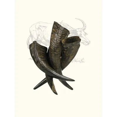 TRUFFE DÉLICE Corne de buffle