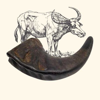TRUFFE DÉLICE Corne de buffle S → Chien - 10 kg