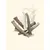 TRUFFE DÉLICE Bois de cerf chien TRUFFE DÉLICE Bois de cerf chien