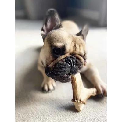 Truffe Délice Bois de cerf chien