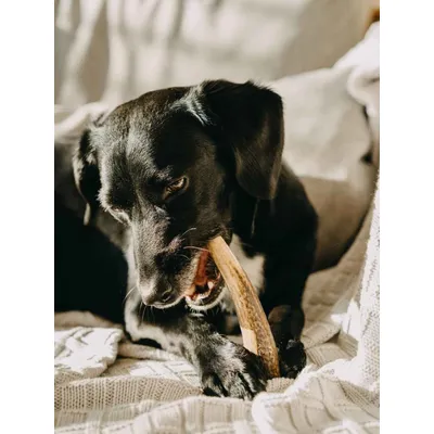 Truffe Délice Bois de cerf chien