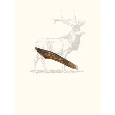 Truffe Délice Bois de cerf chien