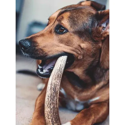 Truffe Délice Bois de cerf chien