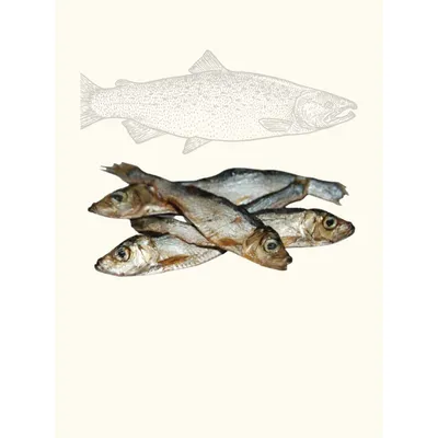 Petits poissons - sprats