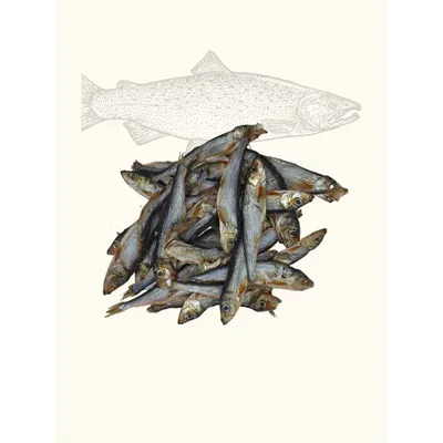 Petits poissons - sprats