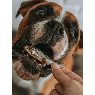 Petits poissons - sprats