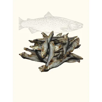 Petits poissons - sprats