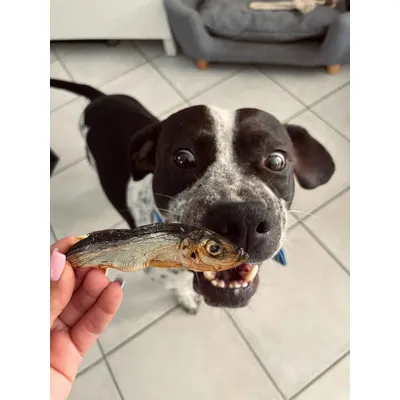 Petits poissons - sprats