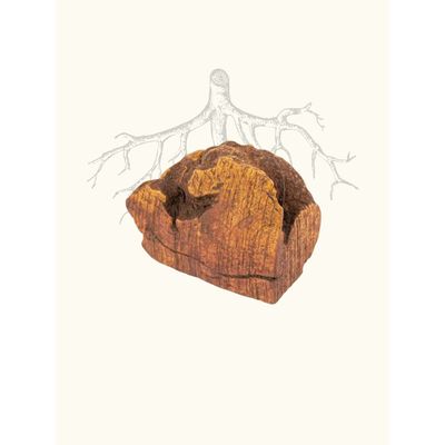 TRUFFE DÉLICE Racine de bruyère