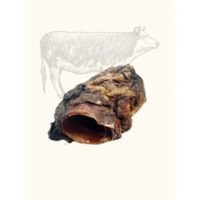 Larynx de bœuf