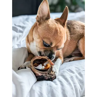 Larynx de bœuf