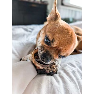Larynx de bœuf