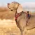 Truelove Country PLUS + Harnais chien dressage anti traction & promenade