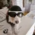 IntiMeg Ensemble de lunettes et casque pour chien IntiMeg Ensemble de lunettes et casque pour chien