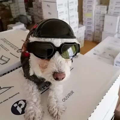 IntiMeg Ensemble de lunettes et casque pour chien IntiMeg Ensemble de lunettes et casque pour chien
